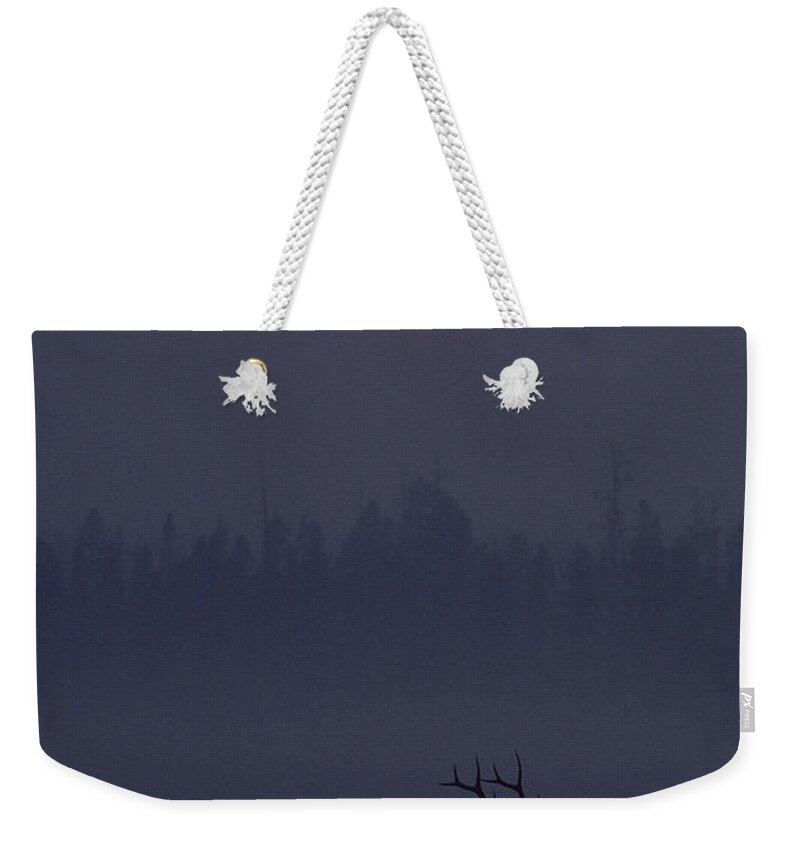 Mp Weekender Tote Bag featuring the photograph Elk Cervus Elaphus Silhouetted And Sun by Michael Quinton