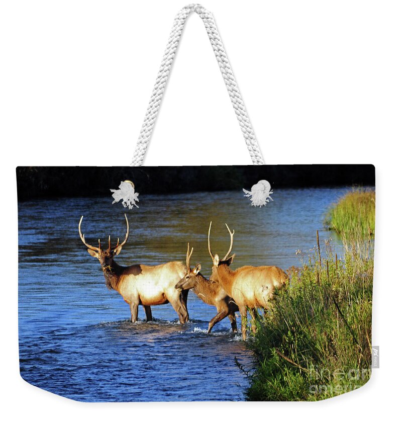 Elk Weekender Tote Bag featuring the photograph Elk by Cindy Murphy - NightVisions