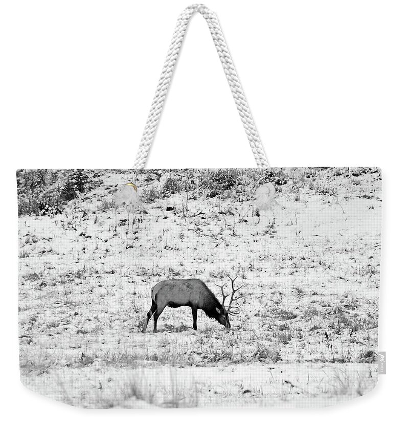 Elks Weekender Tote Bag featuring the photograph Elk in Black and White - Estes Park by Angie Tirado