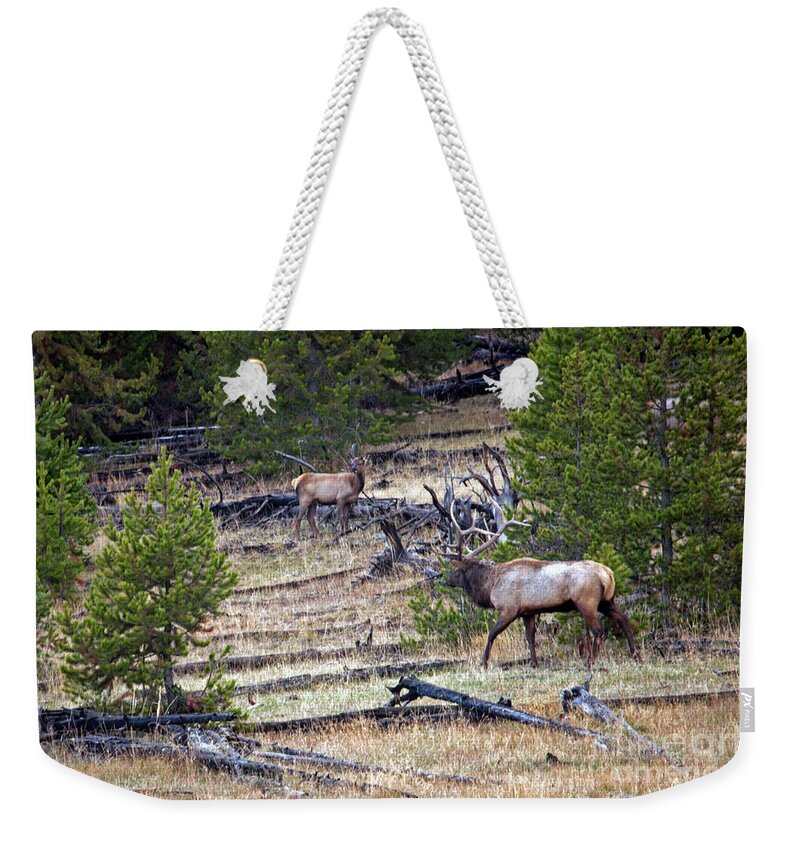 Elk Weekender Tote Bag featuring the photograph Elk in Yellowstone by Cindy Murphy - NightVisions