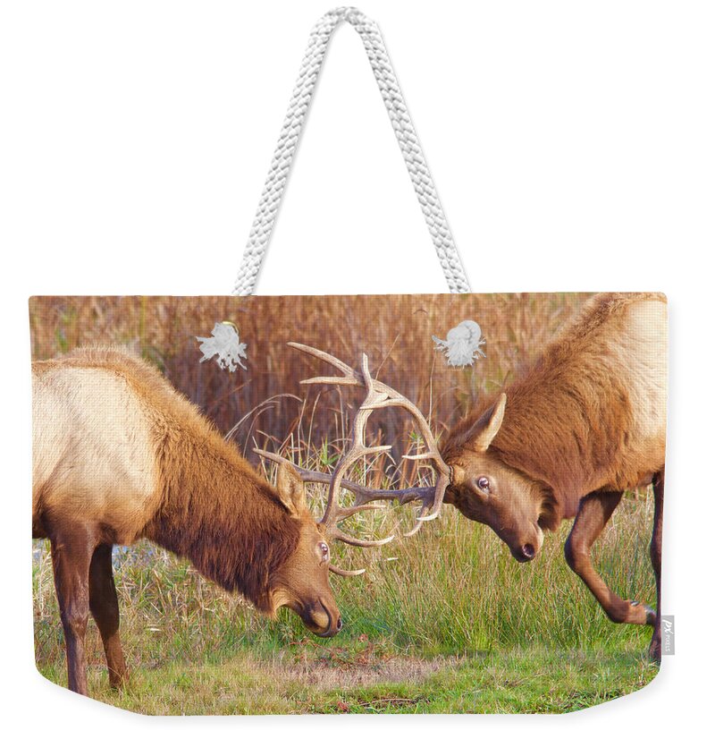 Elk Weekender Tote Bag featuring the photograph Elk Tussle Too by Todd Kreuter