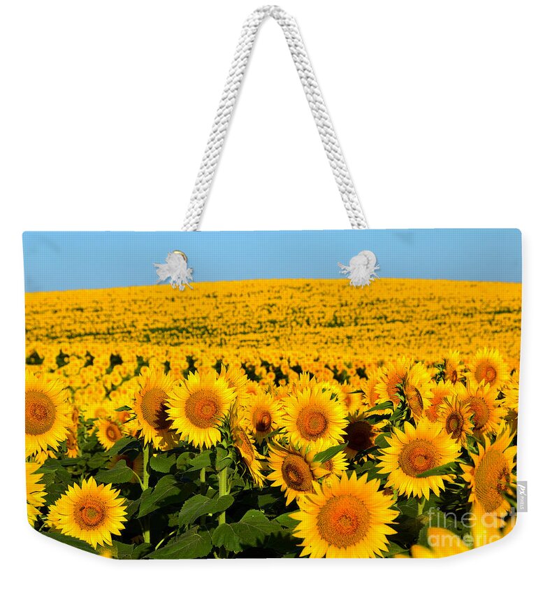 Helianthus Annuus Weekender Tote Bag featuring the photograph Endless Sunflowers by Catherine Sherman