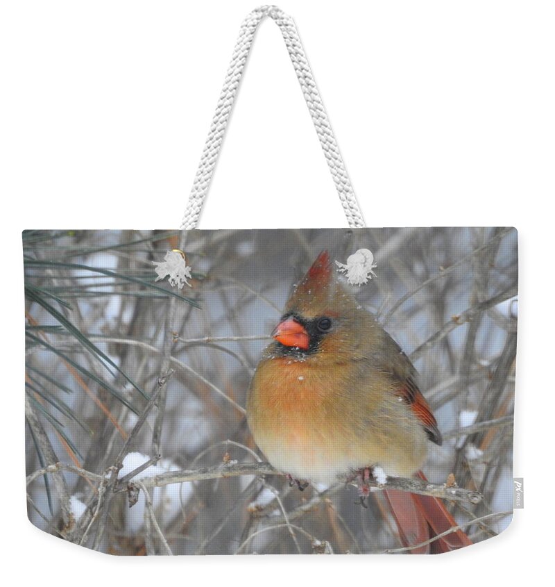 Cardinal Weekender Tote Bag featuring the photograph Enjoying the Snow by Betty-Anne McDonald
