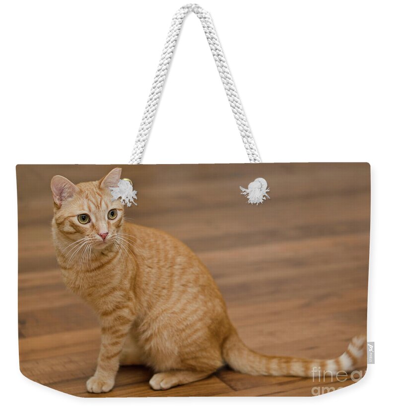 Red Tabby Cat Weekender Tote Bag featuring the photograph Enrique 1 by Irina ArchAngelSkaya