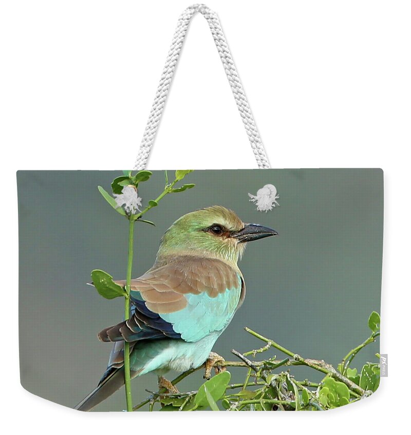 European Roller Weekender Tote Bag featuring the photograph European Roller by Steven Upton