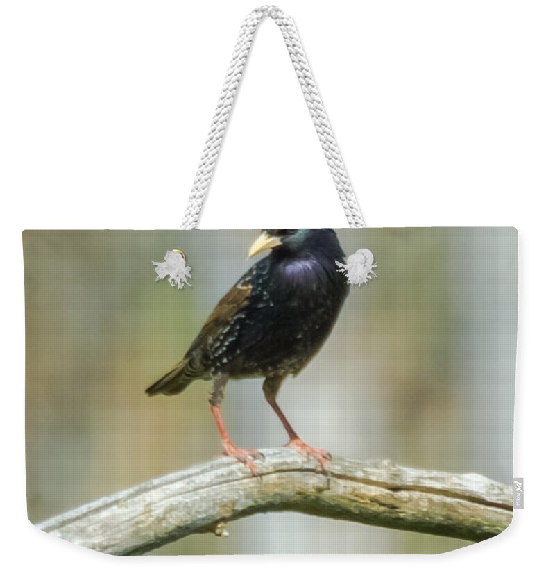 European Starling Weekender Tote Bag featuring the photograph European Starling by Holden The Moment