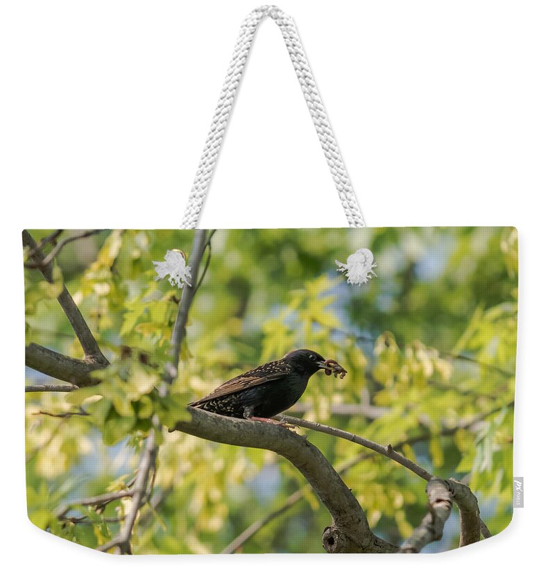 Bird Weekender Tote Bag featuring the photograph European Starling With Lunch by Holden The Moment