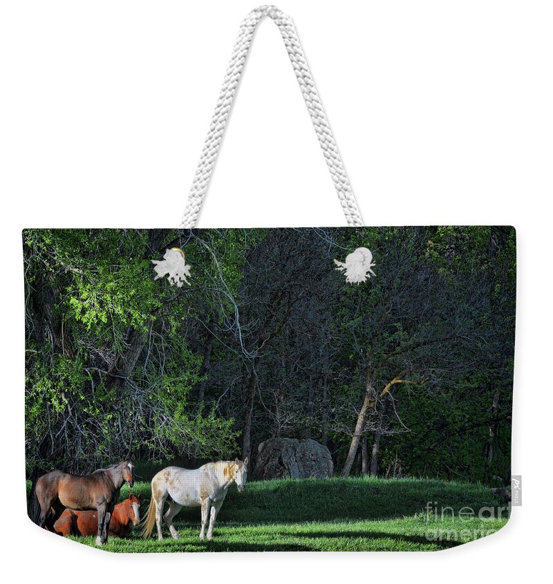 Horses Weekender Tote Bag featuring the photograph Evening Rest by Randy Rogers