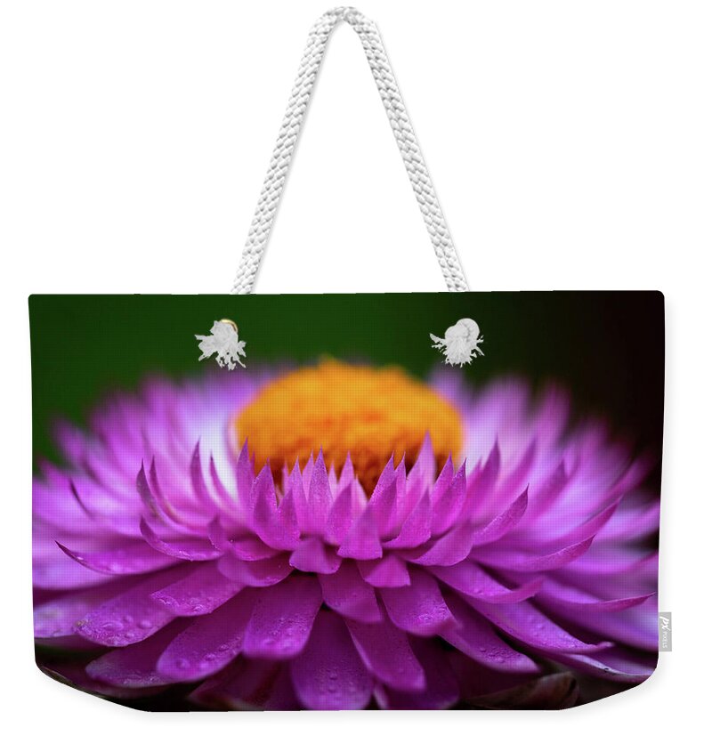 Flower Weekender Tote Bag featuring the photograph Everlasting by Carrie Hannigan