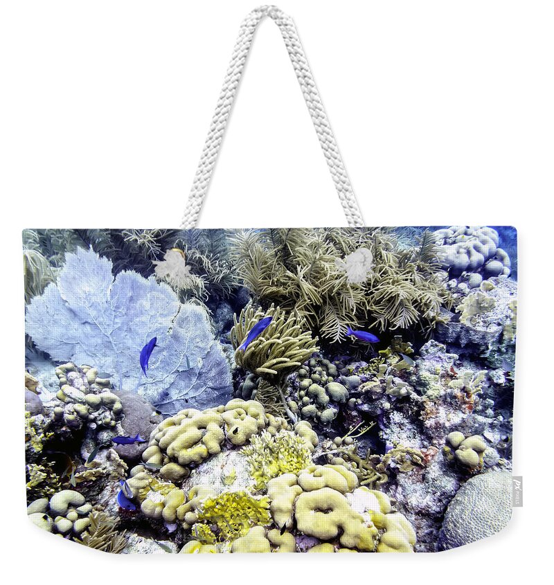Blue Chromis Weekender Tote Bag featuring the photograph Explosion of Life I by Perla Copernik
