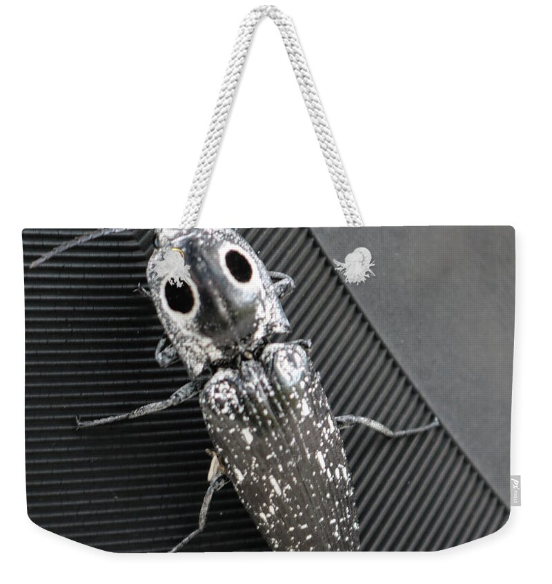 Photo For Sale Weekender Tote Bag featuring the photograph Eyed Click Beetle by Robert Wilder Jr