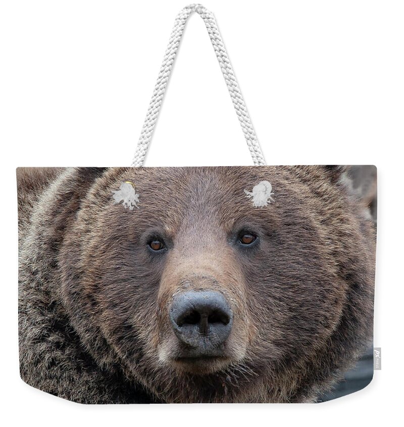 Grizzly Weekender Tote Bag featuring the photograph Face of the Grizzly by Mark Miller