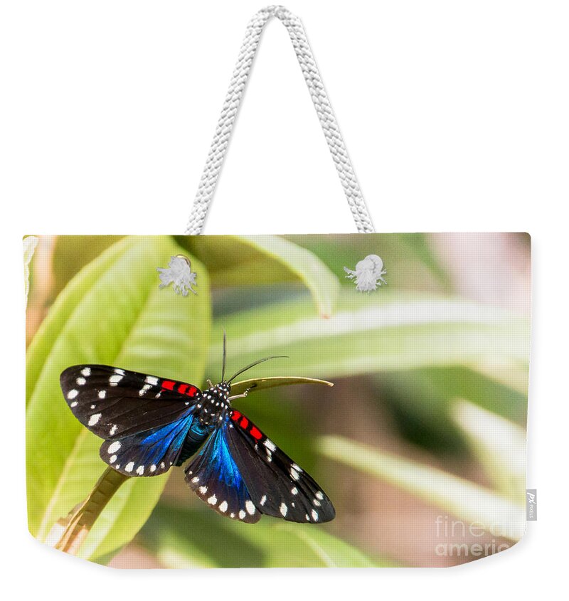 Arctiidae Weekender Tote Bag featuring the photograph Faithful Beauty by Amanda Mohler