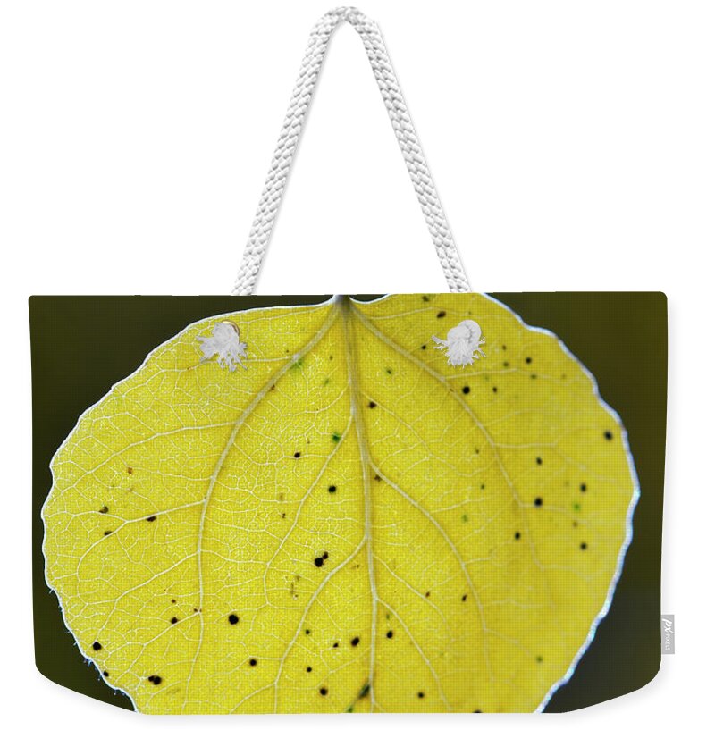 Fall Aspen Leaf Weekender Tote Bag featuring the photograph Fall Aspen leaf by Gary Langley
