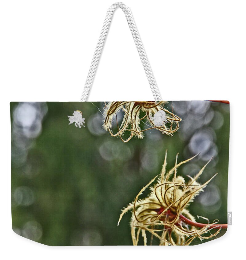 Fall Clematis Blossom Grays Greens Reddish Stems Frizzled Leaves Weekender Tote Bag featuring the photograph Fall Clematis Blossom Grays Greens Reddish Stems Frizzled Leaves 2 10222017 by David Frederick