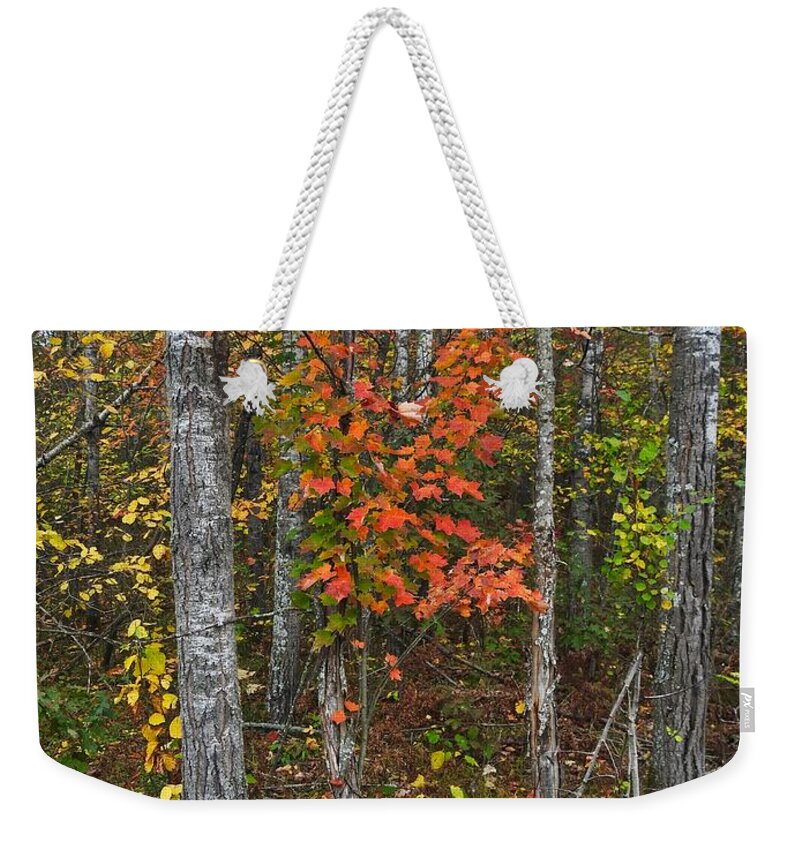 Fall Weekender Tote Bag featuring the photograph Fall Color at Gladwin 4543 by Wesley Elsberry