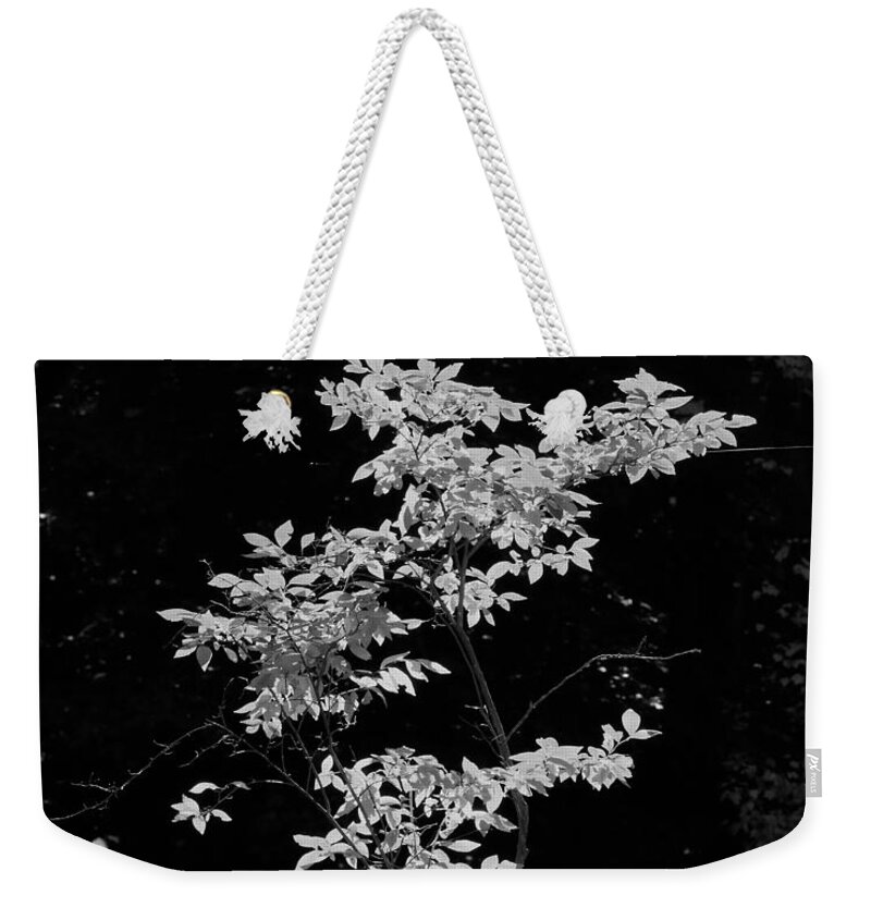 Fall Weekender Tote Bag featuring the photograph Fall Illumination in B/W by William Selander