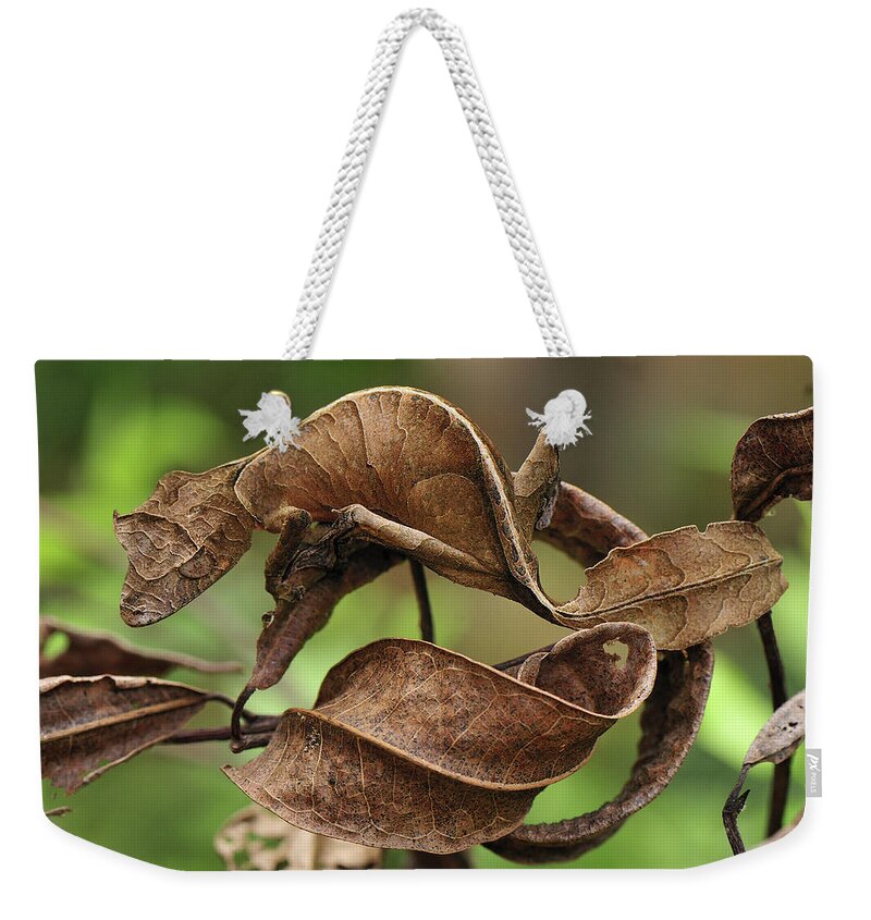 Mp Weekender Tote Bag featuring the photograph Fantastic Leaf-tail Gecko Uroplatus by Thomas Marent