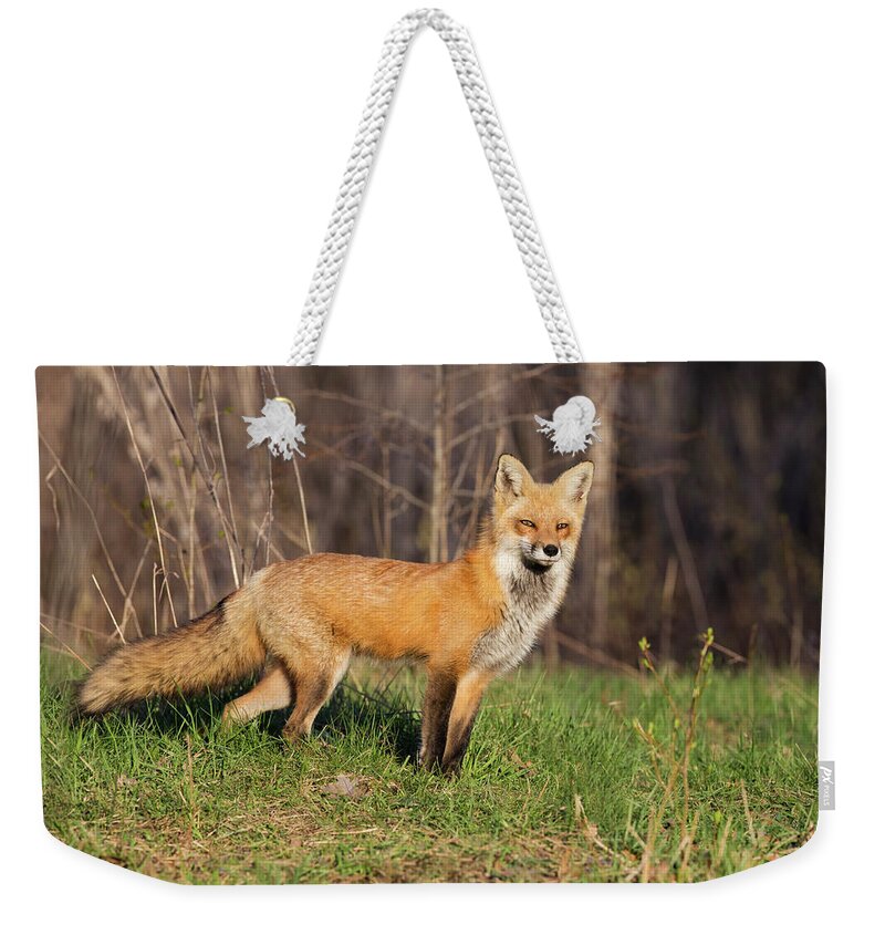 Wild Weekender Tote Bag featuring the photograph Fantastic Mr Fox by Mircea Costina Photography