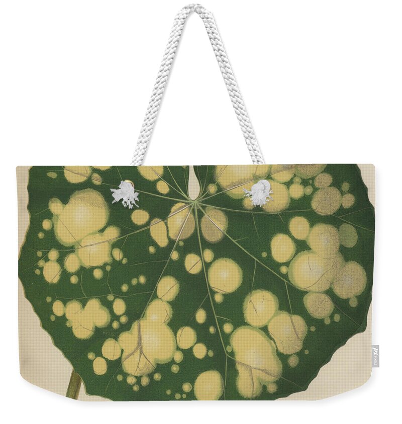Leopard Plant Weekender Tote Bag featuring the painting Farfugium Grande Leopard Plant, Green Leopard Plant by English School