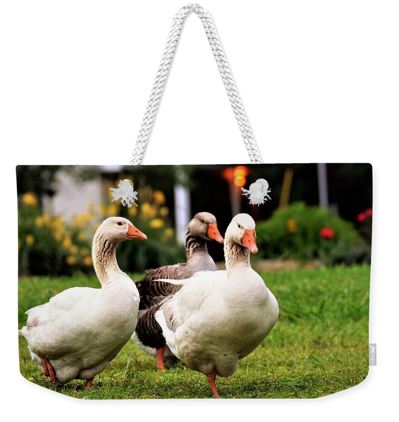 Geese Weekender Tote Bag featuring the photograph Farm Geese by Chuck Brown