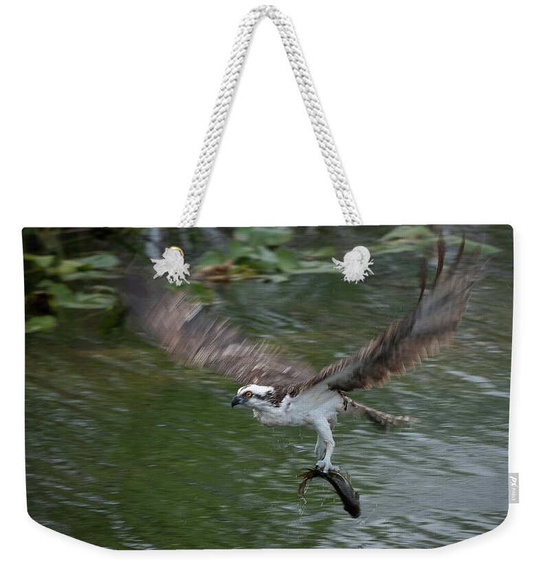 Everglades Weekender Tote Bag featuring the photograph Fast Food by Norman Reid