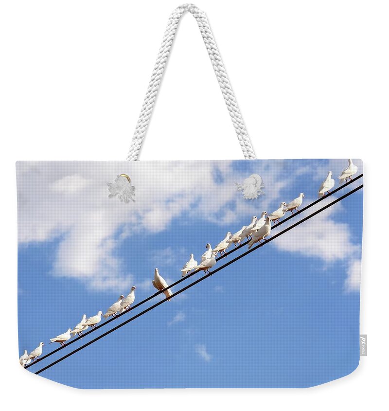 Flock White Pigeons On Wire Weekender Tote Bag featuring the photograph Feather Guard by Debra Sabeck