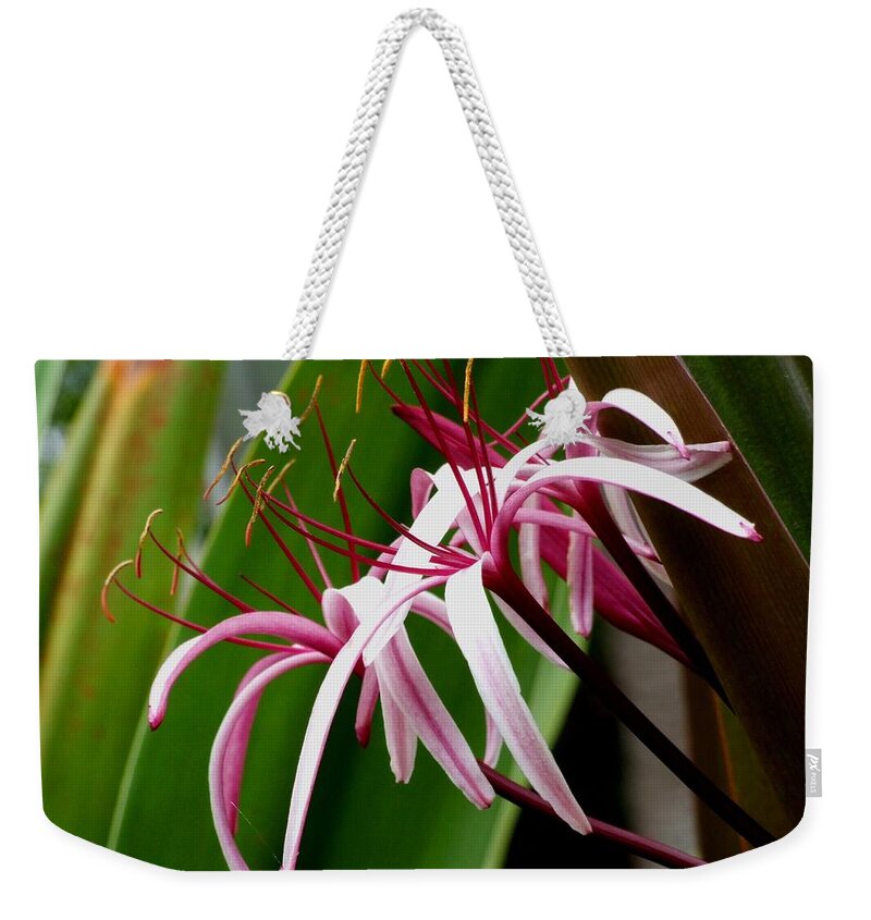 Queen Emma Lily Weekender Tote Bag featuring the photograph Feathery Flowers by Michiale Schneider