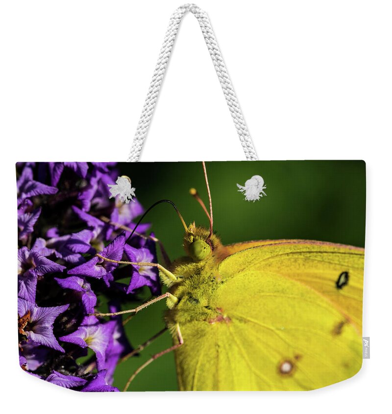 Jay Stockhaus Weekender Tote Bag featuring the photograph Feeding Butterfly by Jay Stockhaus