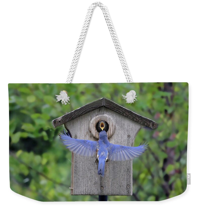 Bluebird Weekender Tote Bag featuring the photograph Feeding Time by Jackson Pearson