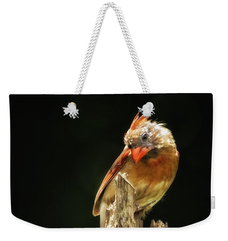 Birding Weekender Tote Bag featuring the photograph Female Cardinal From The Shadows by Bill and Linda Tiepelman