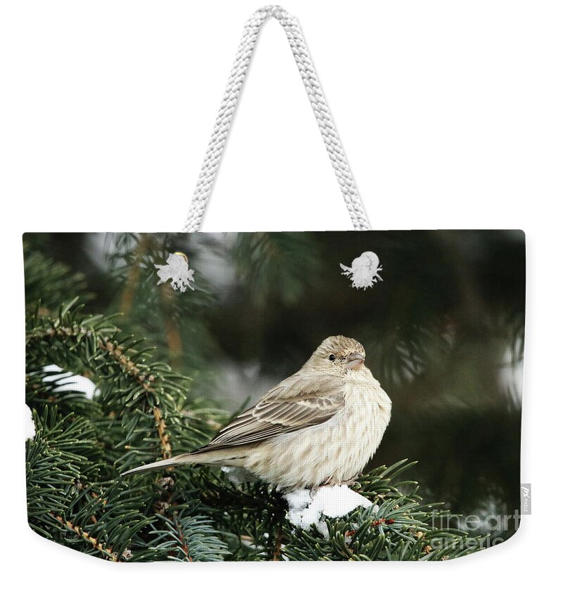 Female House Finch On Snow Weekender Tote Bag featuring the photograph Female House Finch on Snow by Alyce Taylor