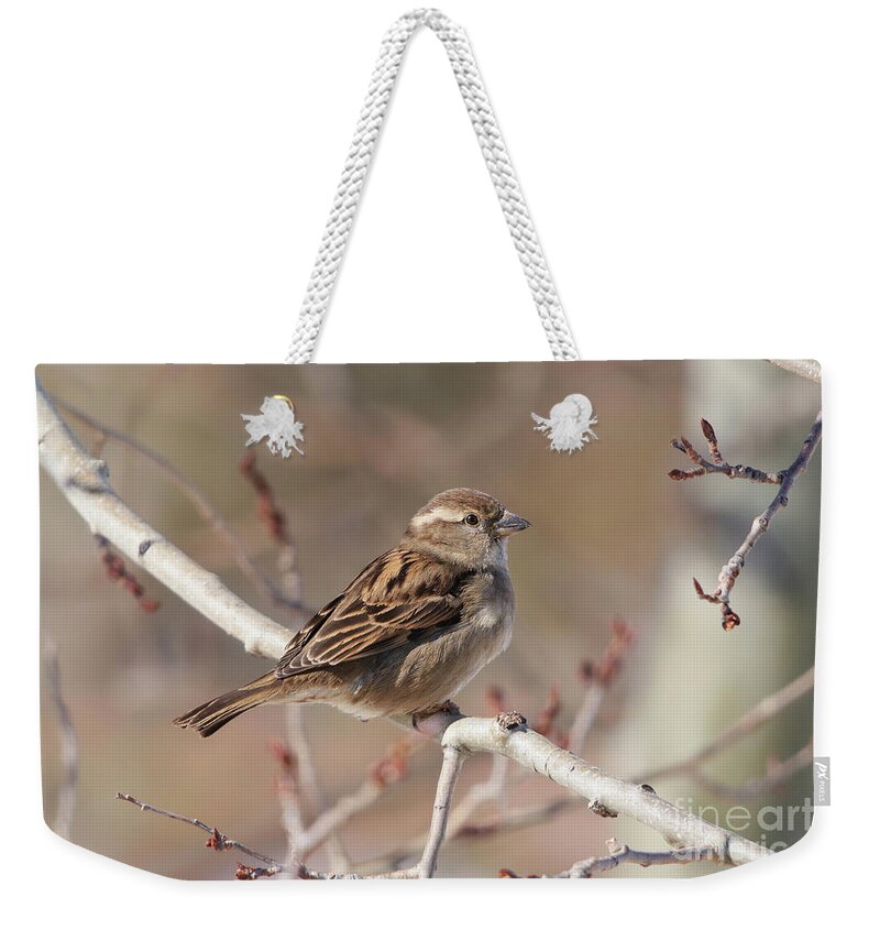Bird Weekender Tote Bag featuring the photograph Female House Sparrow by Alyce Taylor