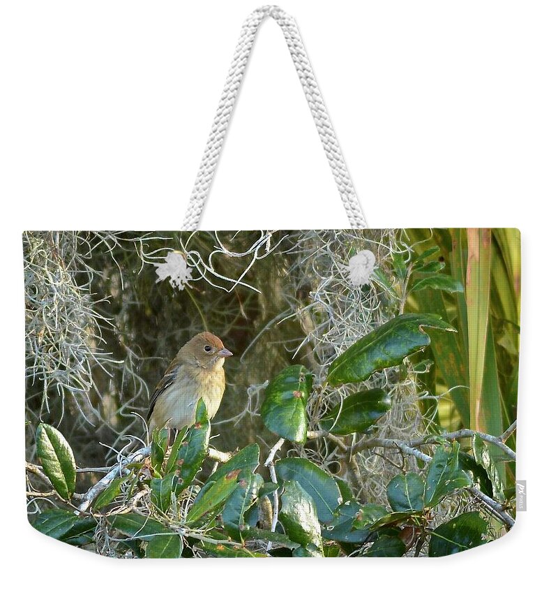 Immature Weekender Tote Bag featuring the photograph Immature Female Indigo Bunting by Carol Bradley