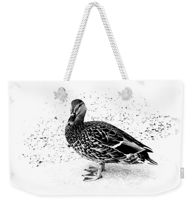Mallard Duck Weekender Tote Bag featuring the photograph Female Mallard Duck in Black and White 1 by Angie Tirado