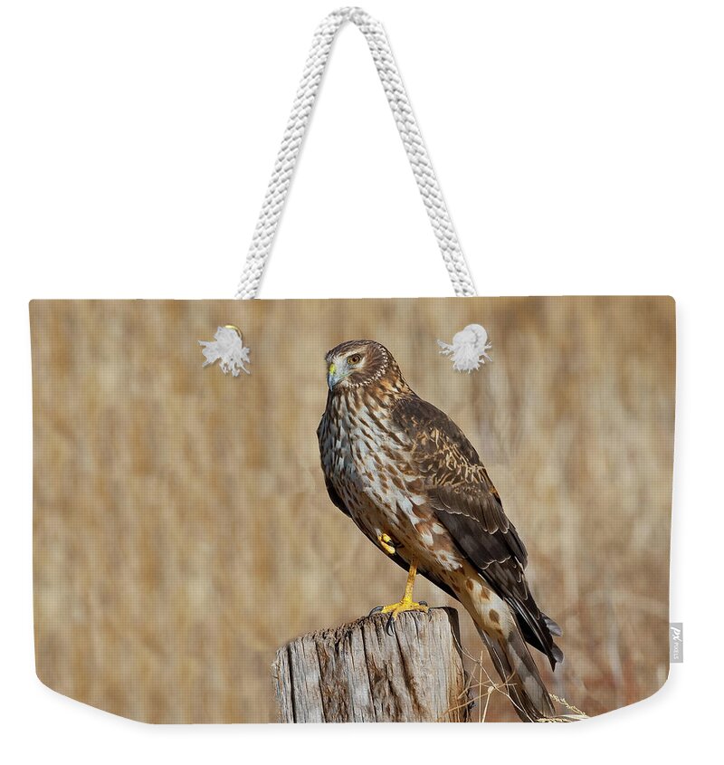 Adult Weekender Tote Bag featuring the photograph Female Northern Harrier Standing on One Leg by Jeff Goulden