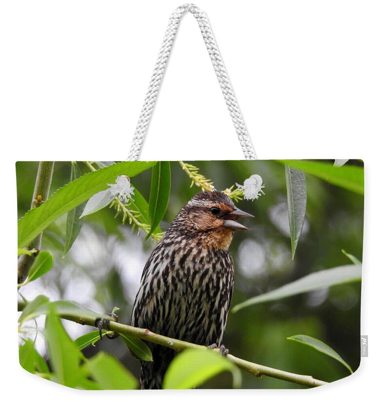 Bird Weekender Tote Bag featuring the photograph Female Redwinged Blackbird by Betty-Anne McDonald