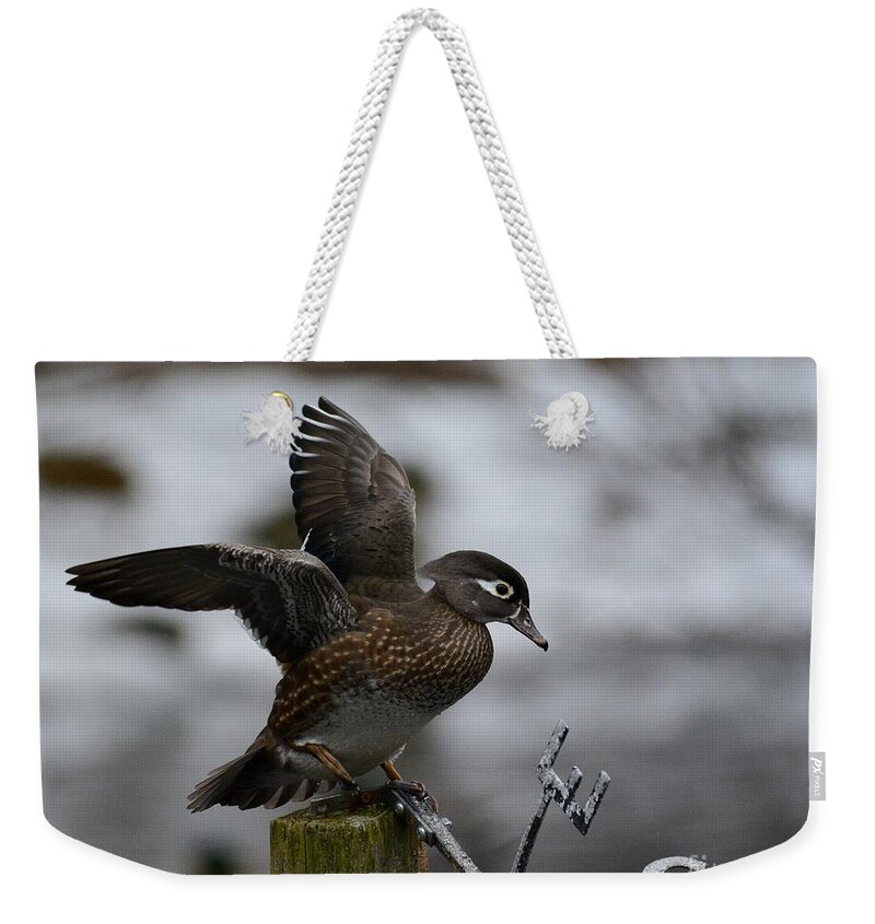 Wood Duck Weekender Tote Bag featuring the photograph Female Wood Duck by Steve Brown