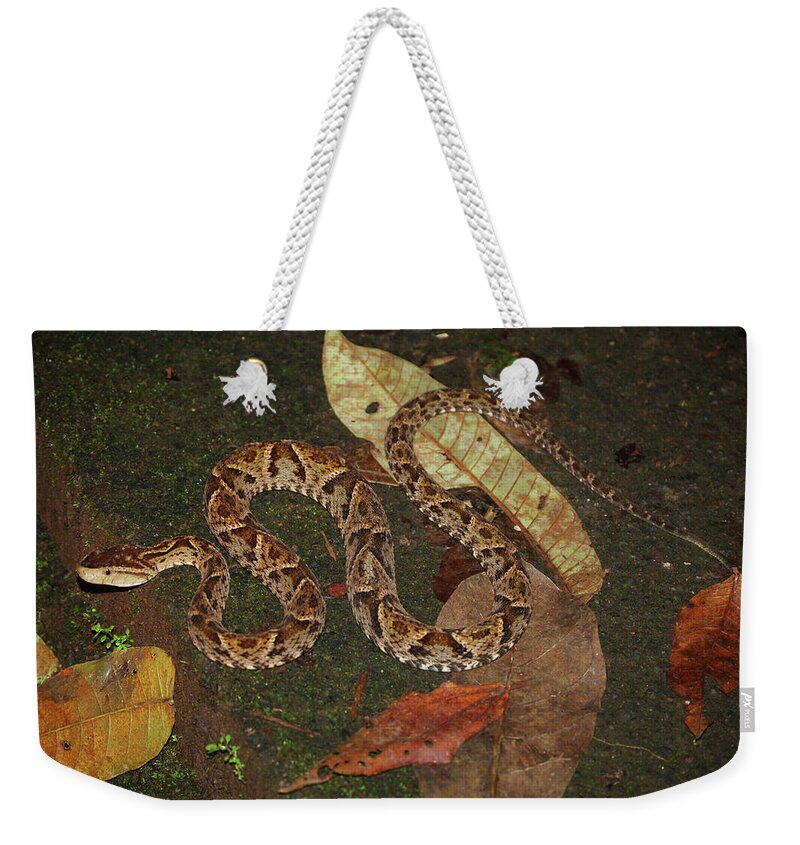 Snake Weekender Tote Bag featuring the photograph Fer-de-lance, Bothrops asper by Breck Bartholomew
