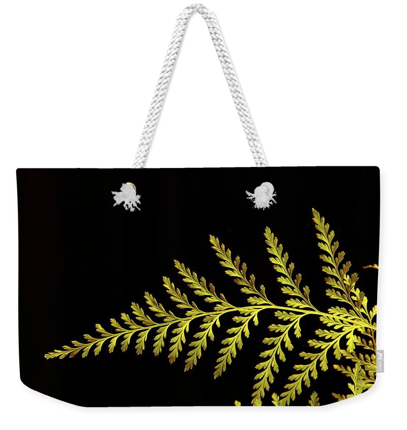 Fern Weekender Tote Bag featuring the photograph Fern by Allen Nice-Webb
