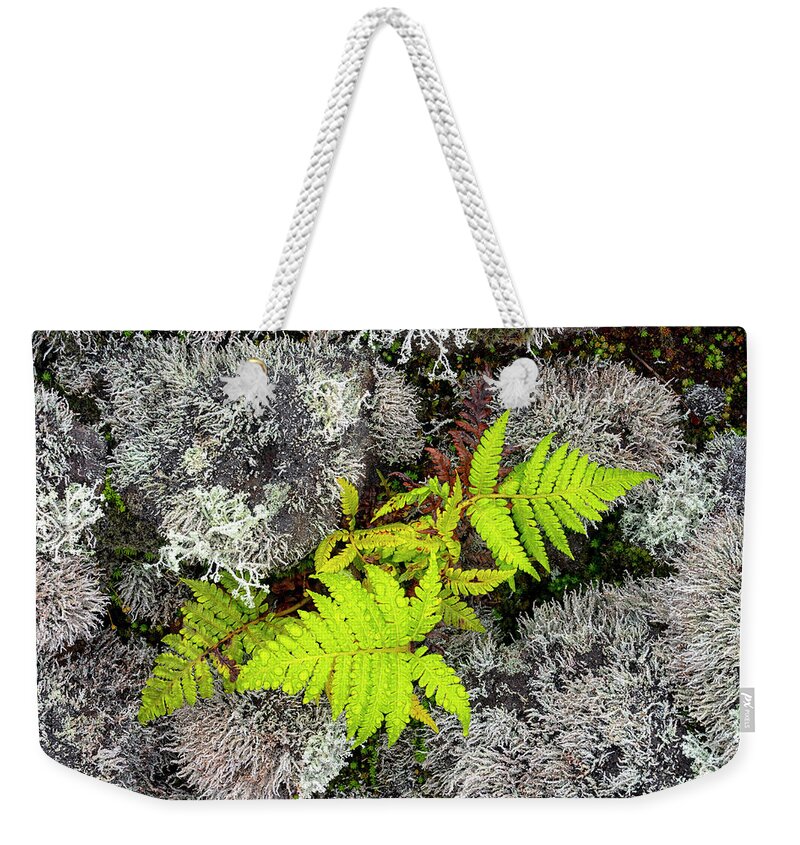 Fern Weekender Tote Bag featuring the photograph Fern and Lichen by Christopher Johnson