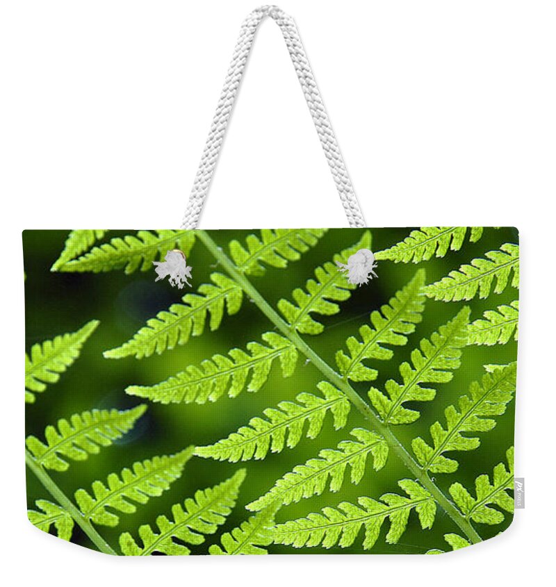 Fern Weekender Tote Bag featuring the photograph Fern Branches by Ted Keller