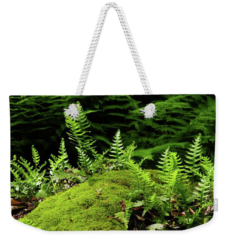 Ferns And Moss On The Ma At Weekender Tote Bag featuring the photograph Ferns and Moss on the MA AT by Raymond Salani III