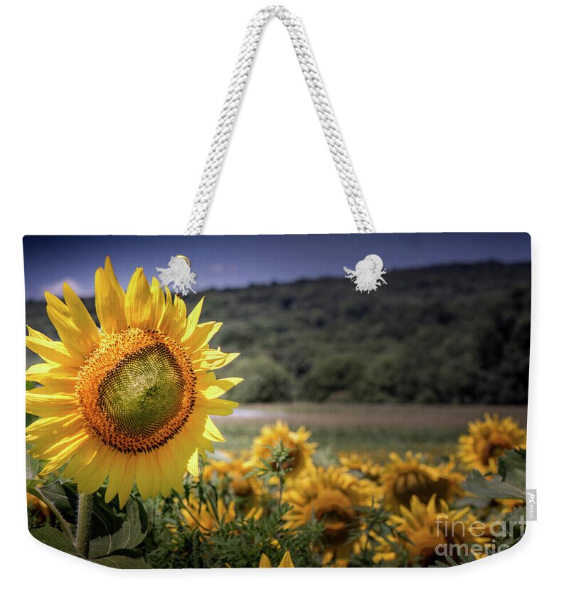 Field Of Sunflowers Weekender Tote Bag featuring the photograph Field of Sunflowers by Jim DeLillo