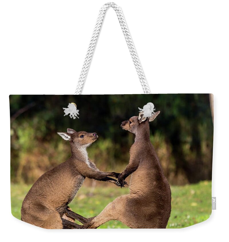 Kangaroo Weekender Tote Bag featuring the photograph Fighting Kangaroos by Robert Caddy