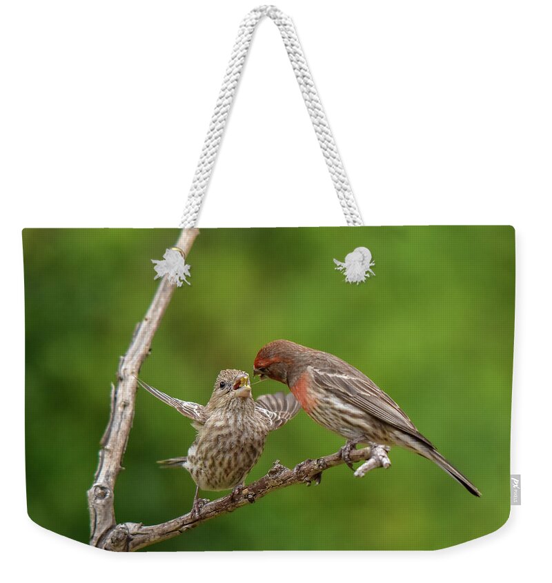 Linda Brody Weekender Tote Bag featuring the photograph Finch Feeding Time I by Linda Brody