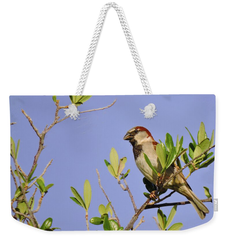 Finch Weekender Tote Bag featuring the photograph Finch by Grace Dillon