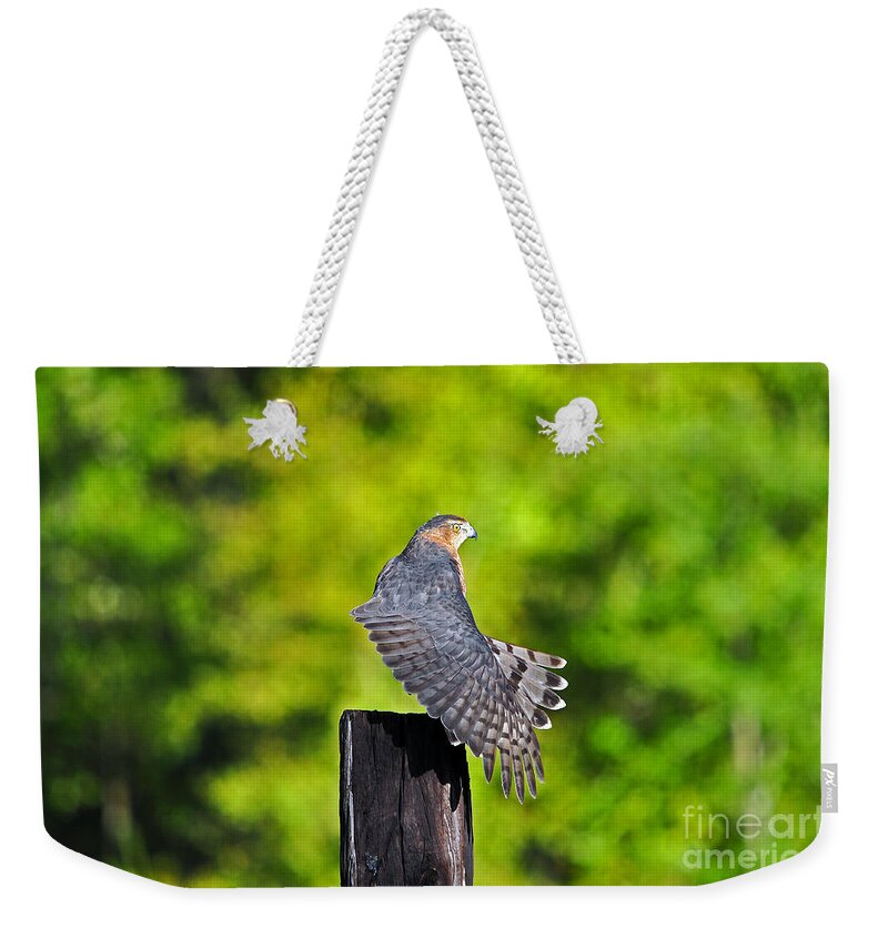 Red Shouldered Hawk Weekender Tote Bag featuring the photograph Fine Feathers by Al Powell Photography USA