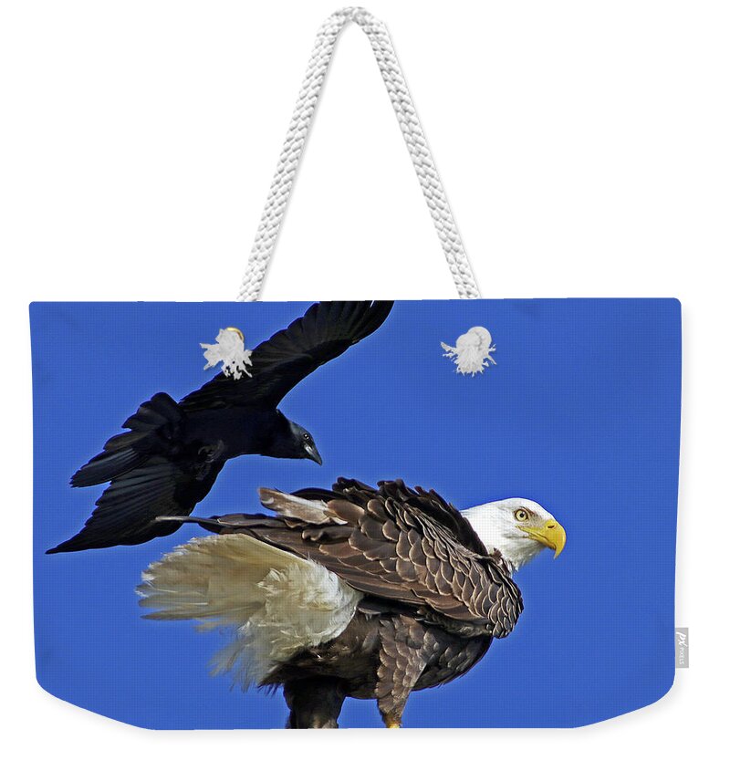 Eagle Weekender Tote Bag featuring the photograph Fish Crow dive bombs Eagle by Larry Nieland