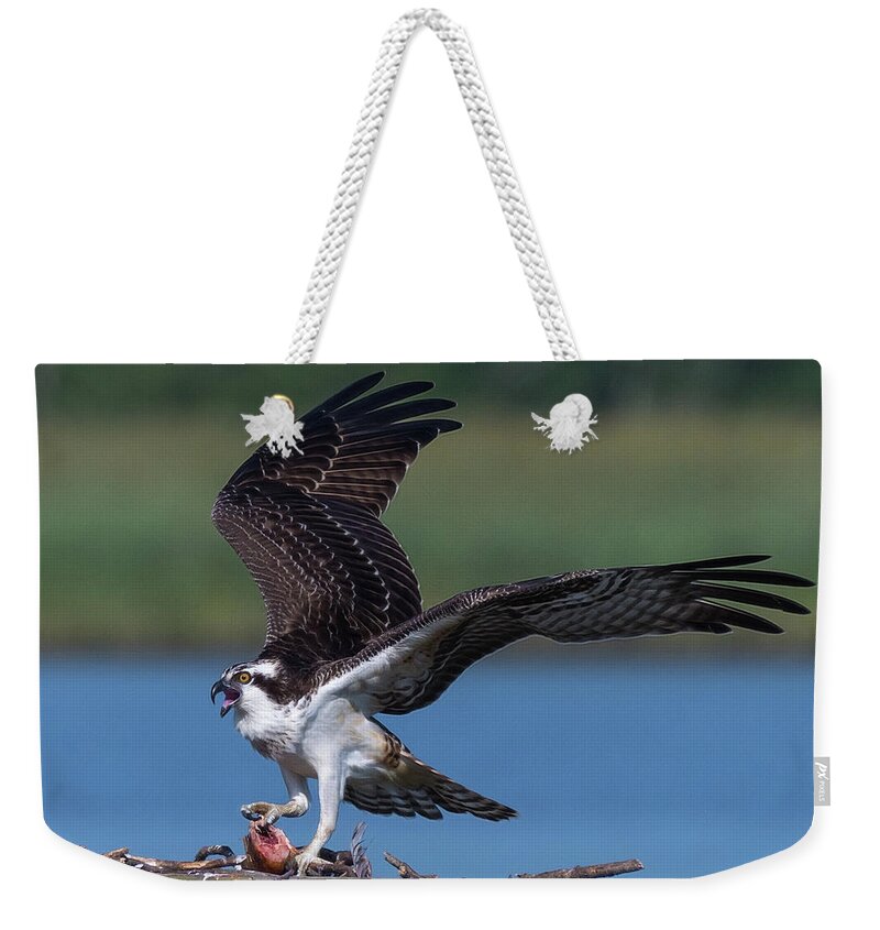 Photograph Weekender Tote Bag featuring the photograph Fish for the Osprey by Cindy Lark Hartman